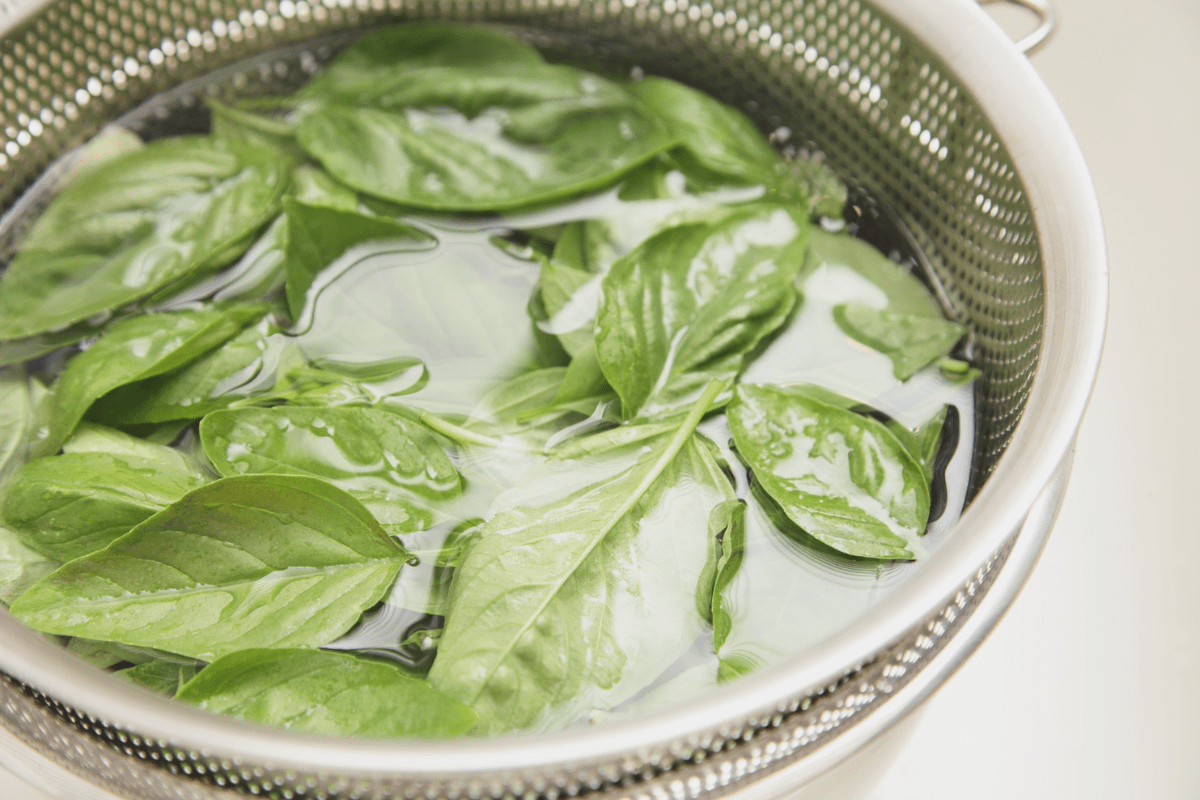 basil leaf